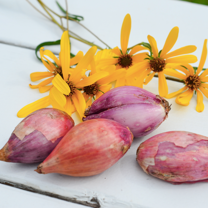 Order French, Red Shallot sets. Organic, easy to peel, storing well, and perfect for fall planting, these shallots have a pungent flavor and creamy inside.