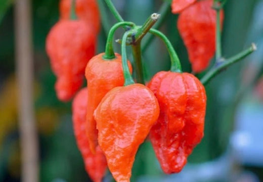 *NEW!* SUPER HOT PEPPERS! πΆοΈπ₯π₯΅ Garden Variety Pack