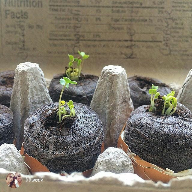 Mini Seed Starting Pods - SeedsNow.com