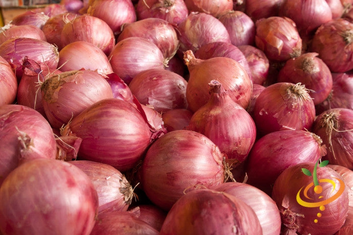 Organic red shallots from Holland, SeedsNow-Shallot set, fresh bulbs with papery skin and vibrant red color.