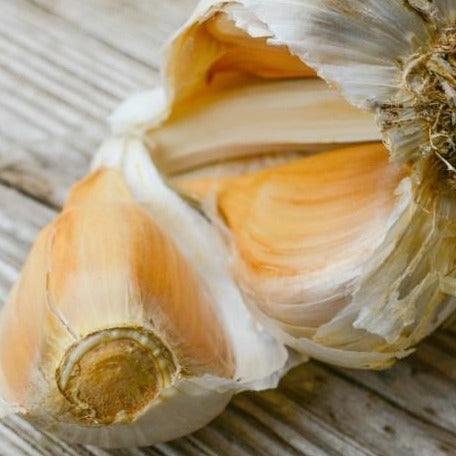 Organic Elephant soft neck garlic bulb from SeedsNow-Garlic, showing multiple garlic cloves with papery skin.