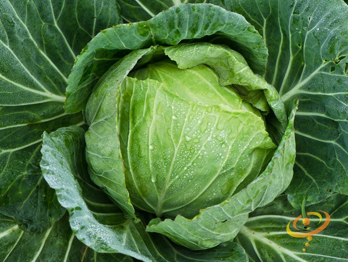 Fresh drumhead cabbage with dew drops on leaves close-up