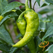 Pepper (Hot) - Big Jim π₯ (HYBRID) - SeedsNow.com