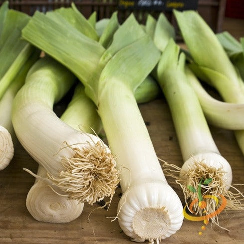 Fresh leek bulbs with green leaves on wooden surface representing leek seeds cultivation