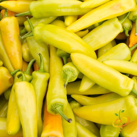 Pepper (Hot) - Hungarian Hot Wax π₯ - SeedsNow.com