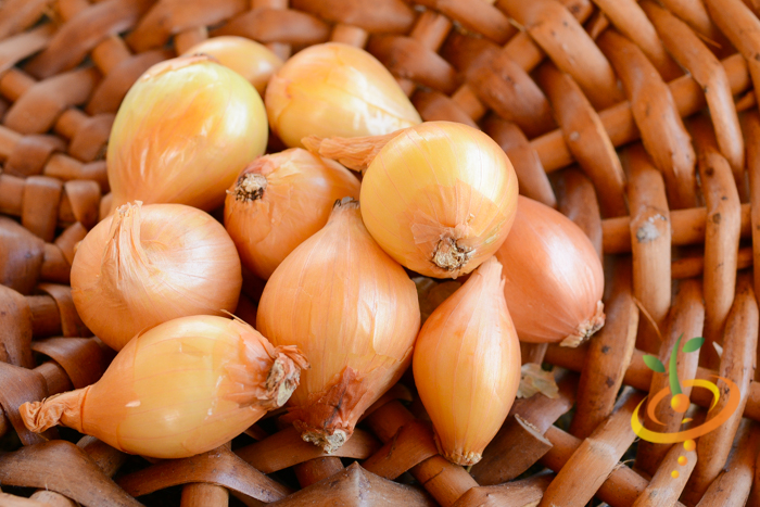 Organic Dutch yellow shallot sets from SeedsNow-Shallot, showing fresh, healthy shallots ready for planting.