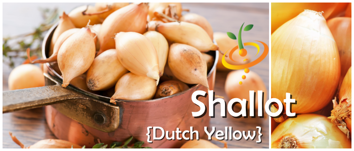 Organic Dutch yellow shallot set from SeedsNow-Shallot, showing fresh bulbs with papery skin and green shoots ready for planting.