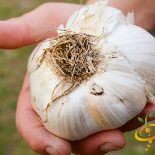 Organic elephant garlic bulb with soft neck, non-GMO SeedsNow-Garlic brand, showing its large, textured cloves and natural skin.