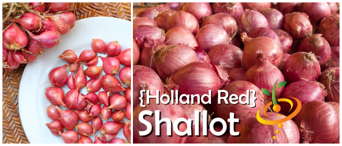 Organic Holland red shallot sets from SeedsNow-Shallot, showing fresh, healthy shallots ready for planting.