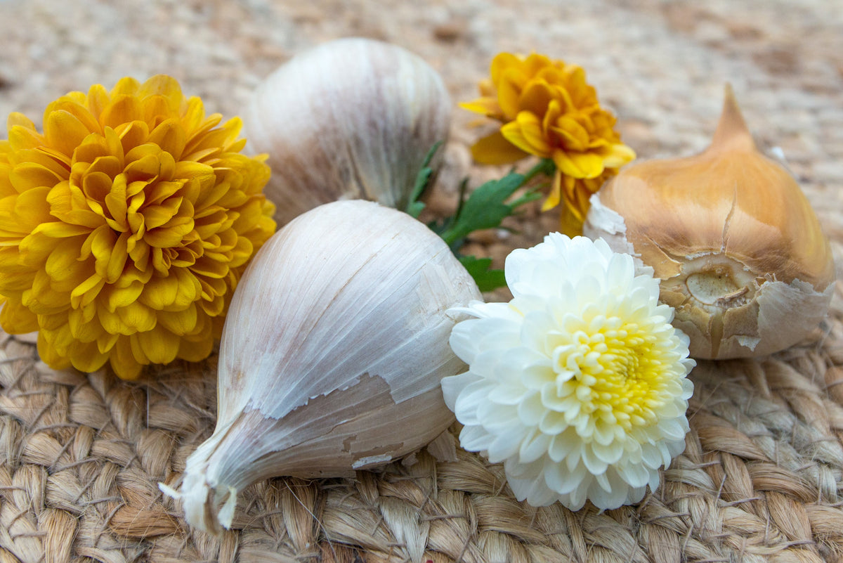 Organic Elephant garlic bulb with soft neck from SeedsNow-Garlic, showcasing large, white garlic cloves on a clean background.