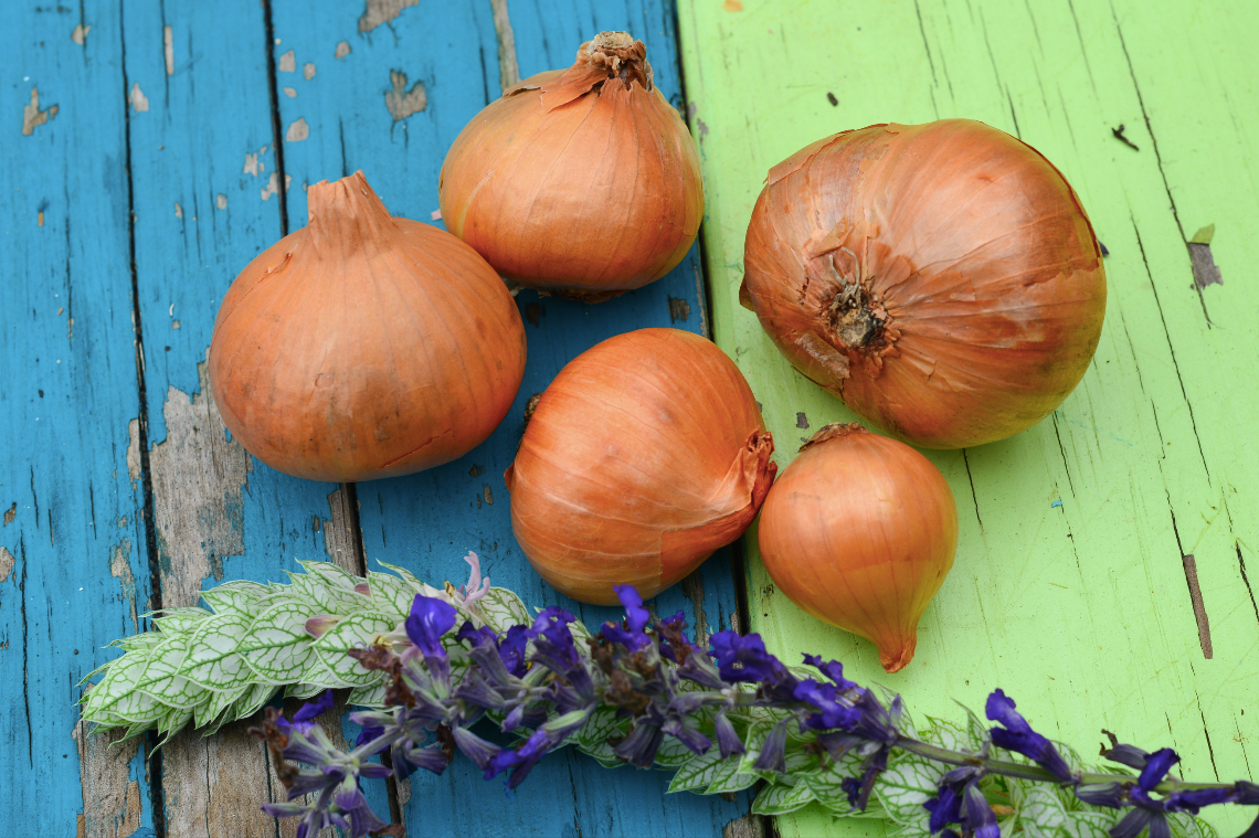 Organic Dutch yellow shallot sets from SeedsNow-Shallot, fresh and ready for planting in your garden.
