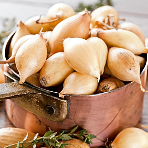 Buy organic yellow Dutch shallot sets online from USA. Easy to grow, high yielding, with excellent storage and a mild, sweet flavor perfect for versatile cooking.