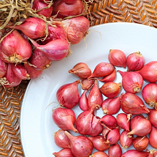 Buy Organic Red Holland Shallot Sets Online from USA. Reliable yields, rich flavor. Perfect for fall planting & long storage, these heirloom shallots, easy to grow.