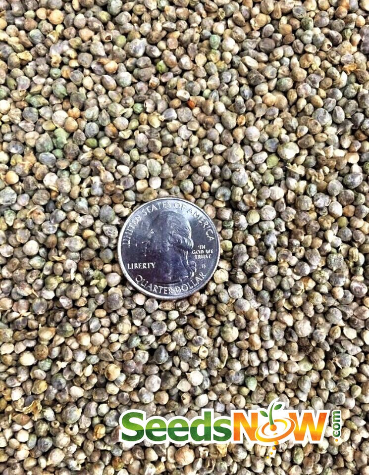 Close-up of Spinach Noble Giant seeds with a US quarter for size comparison