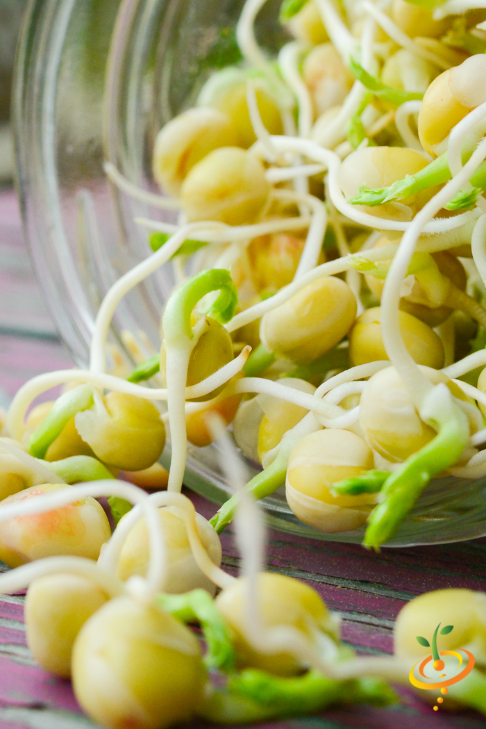Close-up of organic green seed pea sprouts fresh and ready to eat