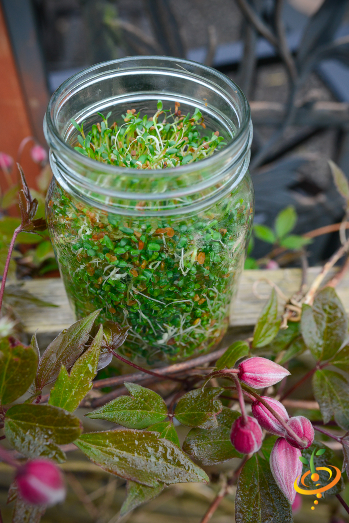 Mason jar filled with fresh organic alfalfa sprouts growing indoors as microgreens.