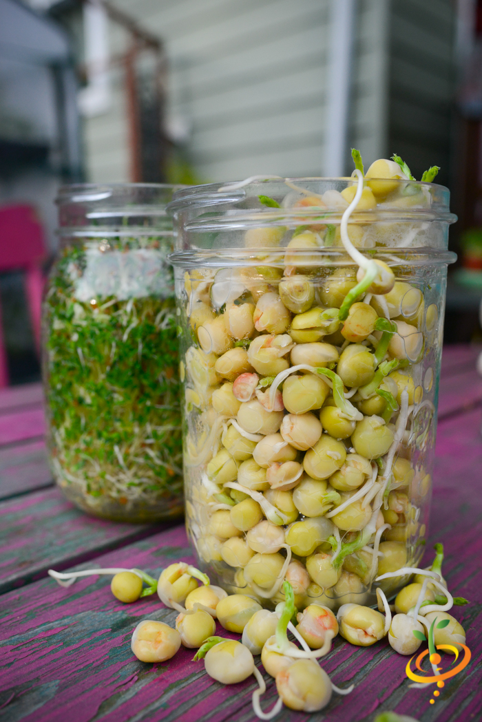 Fresh green pea seeds sprouting in glass jars ready to eat as microgreens