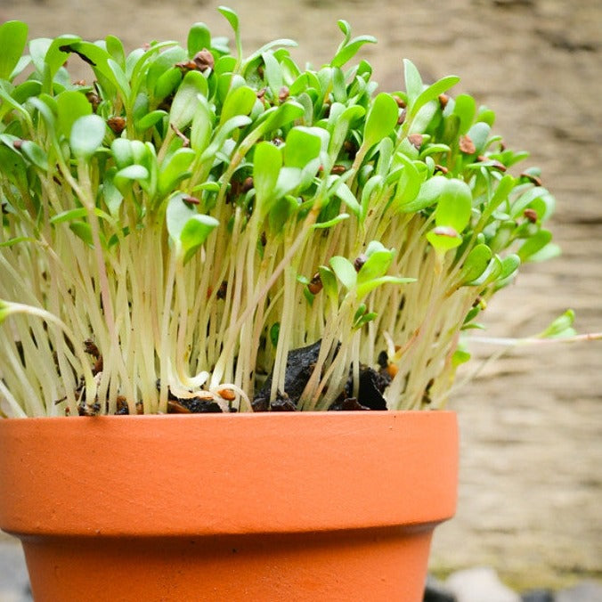 Fresh green alfalfa sprouts growing densely in an orange terracotta pot against a rustic background