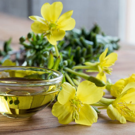 Flowers - Evening Primrose (Kingβs Cure-All) - SeedsNow.com