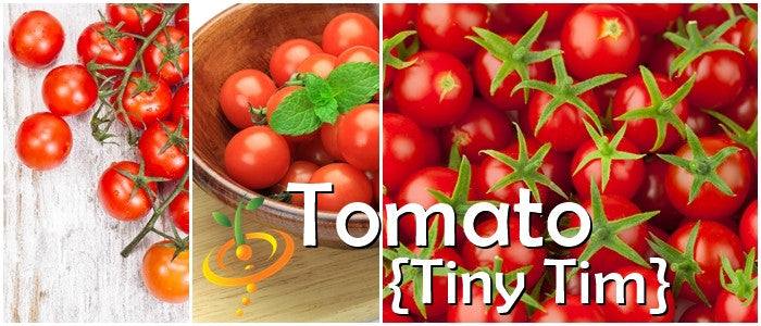 Close-up images of bright red Tomato Tiny Tim cherry tomatoes on the vine, in a bowl with mint, and a cluster with green stems.