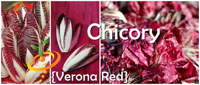 Chicory Verona Red fresh red cabbage-like heads and leaves close-up collage