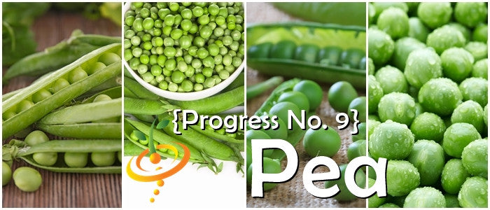 Collage of fresh green Progress No. 9 pea pods and shelled peas showcasing large pods and quality peas