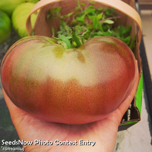 Hand holding a large, blushing pink Pink Brandywine Tomato with lightly ribbed shoulders and green potato-leaf foliage in the background