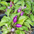 Pepper (Hot) - Pretty Purple  π₯π₯π₯π₯ - SeedsNow.com