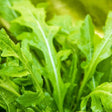 Arugula - Roquette (Rocket) - SeedsNow.com
