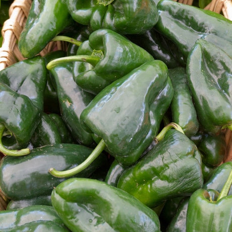 Pepper (Hot) - Poblano  π₯ - SeedsNow.com