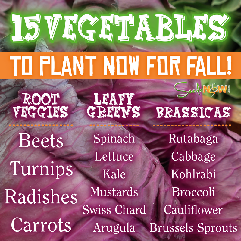 15 Vegetables You Should Be Planting NOW for a Fall Harvest