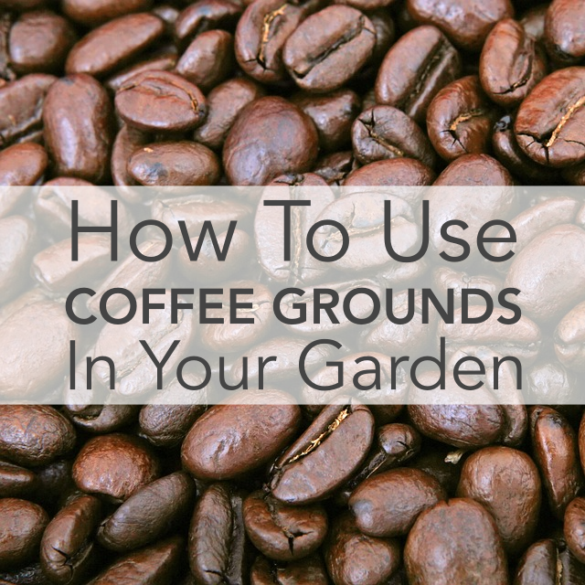 How to Use Coffee Grounds In Your Garden