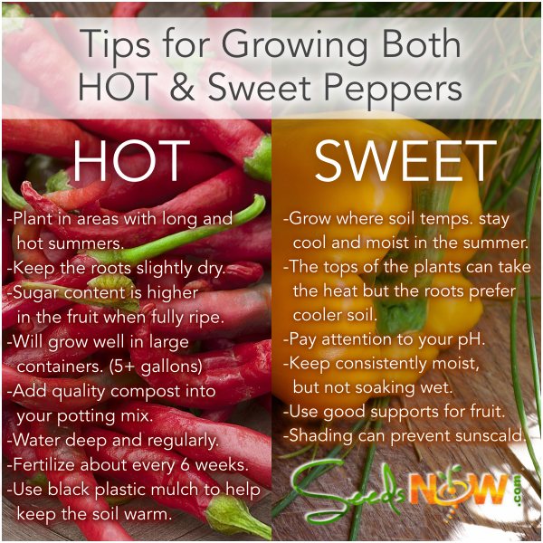 Tips for Germinating HOT & SWEET Pepper Seeds