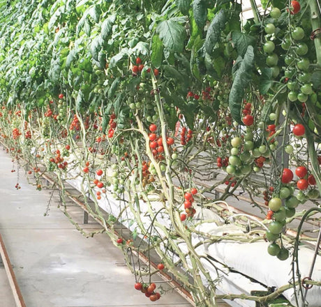 Meet @Farmer_Rudd! The Hydroponic Farmer in Charleston