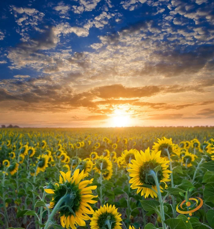 All Sunflower (Helianthus Annuus) Seeds