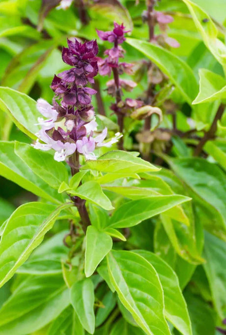 Buy High quality basil seeds for organic herb gardening