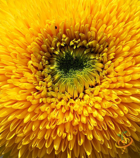 *FREE* Sunspot (Dwarf) Sunflower Seed Kit with any-size order