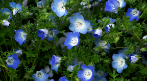 Baby Blue Eyes Flowers