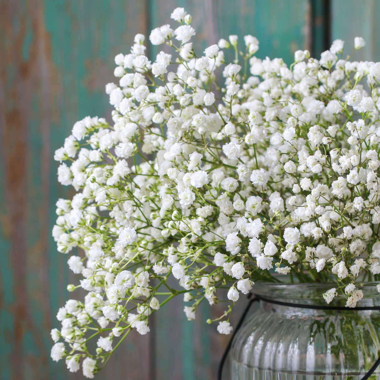 Baby's Breath (Gypsophila) Flowers