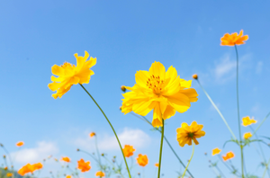 Flowers - Cosmos, Yellow Sulphur