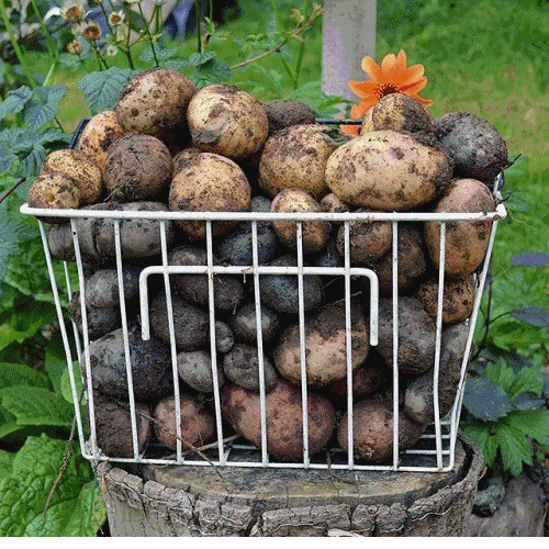 *New!* Monthly Mystery Bag