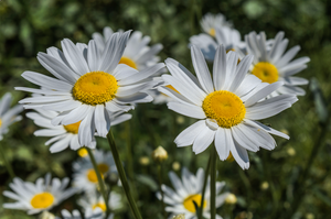 Daisy, Ox-Eye Flowers