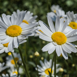 Daisy, Ox-Eye Flowers