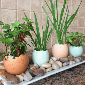 The Seed Club (BASIC PLAN) 3 pack