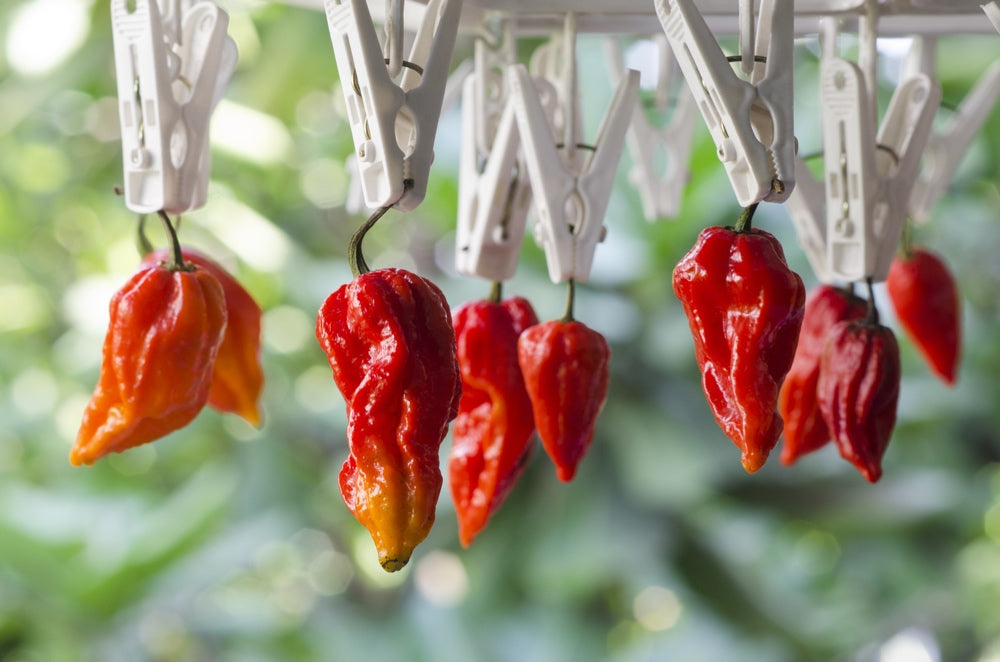 *NEW!* All-in-One WORLD'S HOTTEST PEPPERS! 🌶️🔥🥵 Seed Variety Pack