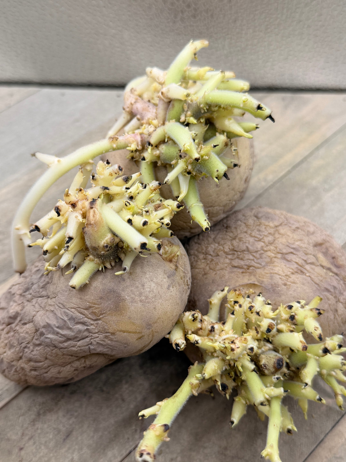 Organic Kennebec potato seed from SeedsNow-Potatoes, showing round mid-season potato with smooth, light brown skin.