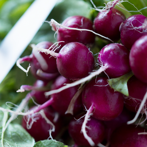 Purple radish seeds from SeedsNow labeled Radish - Beauty, showing vibrant purple seeds in a clear container.
