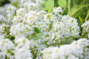 Alyssum, Carpet of Snow (Sweet Alyssum) Flowers Seeds