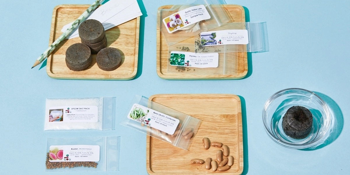 The Seed Club (BASIC PLAN) 3 pack