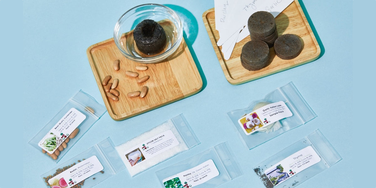 The Seed Club (BASIC PLAN) 3 pack
